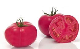 Hibrid yang dihasilkan oleh penternak Jepun - Tomato kesan merah jambu dan nuansa penanamannya