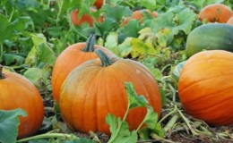 Instrucciones para cultivar calabazas en campo abierto en los Urales: matices y consejos para agricultores principiantes