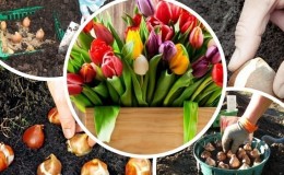 Chúng tôi đang dự định trồng một khu vườn: có thể trồng hoa tulip vào mùa xuân không, và khi nào chúng sẽ nở hoa?