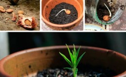 Cómo cultivar albaricoques a partir de semillas en casa y en el campo.