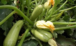 Domestic at imported bush varieties ng zucchini: ang pinakasikat na kinatawan at ang kanilang mga tampok