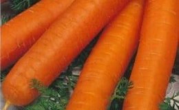 High-yielding carrot variety Romos with strong immunity