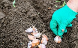 So pflanzen Sie Knoblauch im Frühling