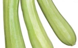 Varietà di zucchine Cavili dagli allevatori olandesi: cosa potrebbe piacerti e come coltivarlo correttamente