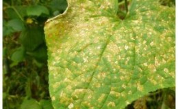 Han aparecido manchas amarillas en las hojas de los pepinos: que hacer para salvar la cosecha.