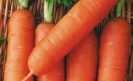 Mid-late carrot variety Autumn King