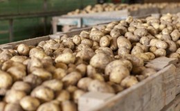 Egenskaper för korrekt förvaring av potatis: från A till Ö