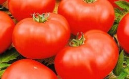 Varieti tomato yang bersahaja, tetapi sangat lazat. Keajaiban Pasaran dengan hasil tuaian yang banyak - kegemaran tukang kebun yang berpengalaman.