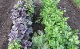 Vegetable garden all year round: is it possible to plant basil before winter and how to do it correctly