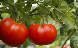 Universal, produktiv, tidlig modning og så elsket av sommerboere, Siberian Miracle-tomaten