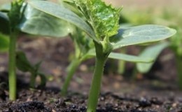 Recommendations for planting cucumber seeds in open ground in July