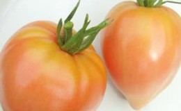 Buah oren gergasi yang lazat - tomato strawberi oren