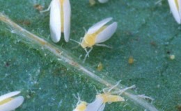 What to do if there are caterpillars in tomatoes - popular methods of pest control