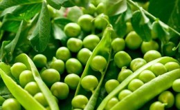 Récoltez toute l'année sans quitter la maison : comment faire pousser des pois à la maison sur un rebord de fenêtre et ce dont vous avez besoin pour cela