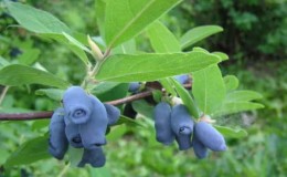 Todo sobre la madreselva comestible: cuánto vive, cómo se ve y cómo se cultiva