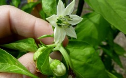 Miks kukuvad paprika munasarjad kasvuhoones maha ja mida teha saagi säästmiseks?