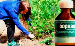 O uso de ácido bórico para plantas: tomate, pepino, pimentão e outras culturas