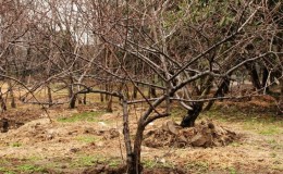 O que os cuidados com a cerejeira devem incluir no outono: um guia de jardineiros experientes