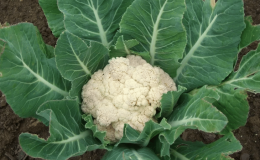 Is cauliflower afraid of frost?