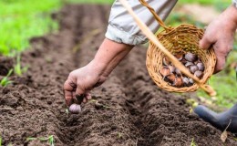 Si vous ne savez pas planter de l'ail, ce n'est pas un problème : nous vous apprendrons, vous montrerons et vous raconterons tous les secrets et subtilités.