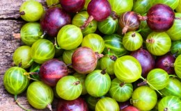 Gooseberry biasa ialah beri atau buah, rupa rupanya, tempat tumbuhnya dan apa namanya berbeza