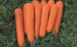 Mid-early carrot variety with high carotene content: Children's sweet