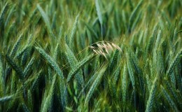 ¿Cuáles son los tipos y variedades de avena?