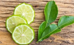 Kaffir lime - anong uri ng halaman ito?