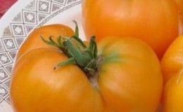 Mengapa petani sangat menyukai tomato Gajah Oren