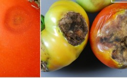 Hvorfor er tomatantracnose så skummelt: vi studerer sykdommen og bekjemper den effektivt selv