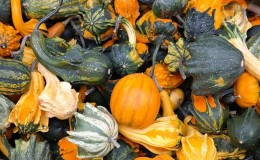 Che aspetto ha una zucca decorativa: coltivare frutti insoliti e creare opere d'arte