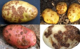 Detailed descriptions and effective methods for treating potato diseases