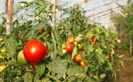 Rich harvest even in cold regions: Snow Tale tomato