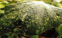 Causes and treatment of mosaic on cucumbers: we fight the disease effectively and prevent its occurrence