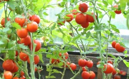 Features of growing tomatoes Sanka