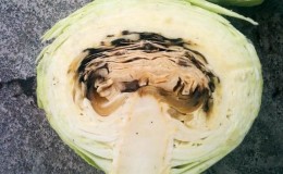 Why does cabbage turn black inside?