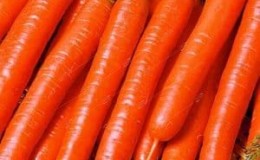 Unpretentious carrot variety Vitamin 6