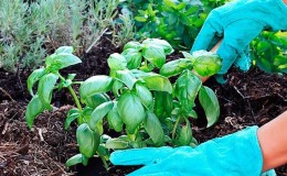 Come e quando seminare il basilico per le piantine: termini, condizioni e regole