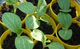 Dove e come piantare correttamente le piantine di zucchine: istruzioni dalla preparazione dei semi al trapianto di giovani piante sul sito