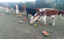 Qu'est-ce qu'une pastèque alimentaire, qui la nourrit et en quoi diffère-t-elle d'une pastèque ordinaire ?