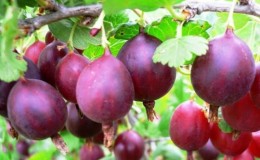 Deliciosa variedad de grosella espinosa de frutos grandes Serenada