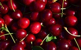 Hakbang-hakbang na mga tagubilin para sa pagputol ng mga puno ng cherry sa tag-araw gamit ang iyong sariling mga kamay