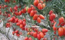 Kami menanam sendiri hasil tuaian tomato Kolibri yang kaya untuk salad, jus dan pengetinan