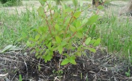 Cuándo y cómo plantar madreselva en otoño y qué errores evitar durante el proceso de siembra.