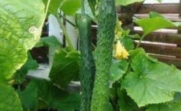 How to grow long Chinese snake cucumbers of an unusual shape and break yield records on your plot