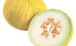 Was ist das Gute an der Kassaba-Melone, wie wählt man sie aus und züchtet sie?