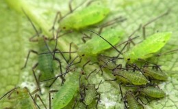 Cómo combatir los pulgones del melón en los pepinos de la forma más rápida y eficaz posible