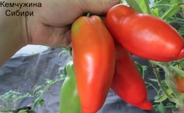 Mengapa tomato Pearl of Siberia pasti tidak akan mengecewakan anda: kelebihan dan kekurangan varieti yang menghasilkan penuaian yang kaya