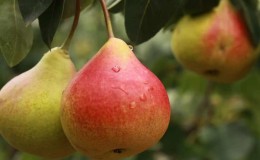 Ang pinakamahusay na self-fertile pear varieties: lumalagong mga tampok