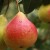 Ang pinakamahusay na self-fertile pear varieties: lumalagong mga tampok